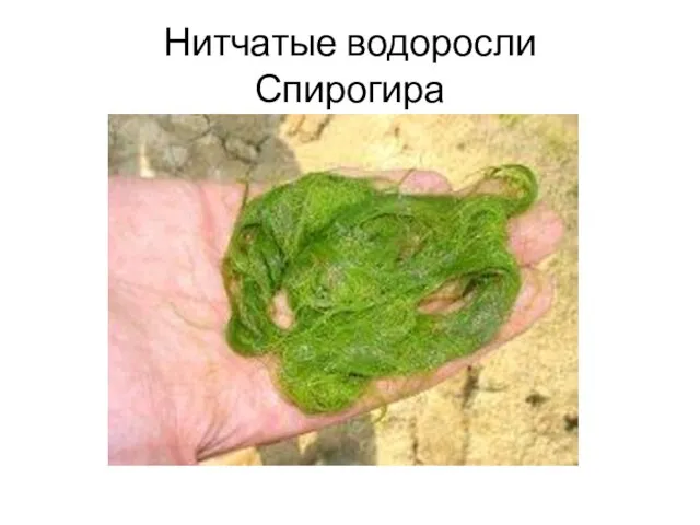 Нитчатые водоросли Спирогира