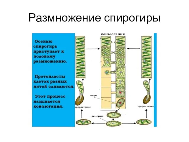 Размножение спирогиры