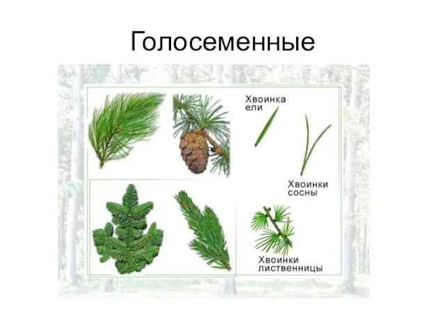 Голосеменные