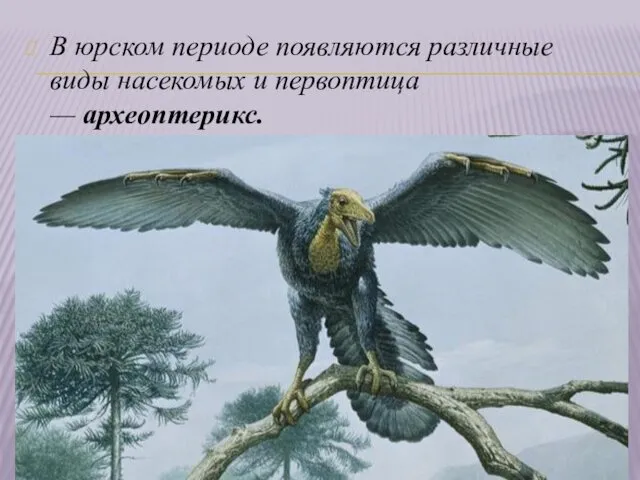 В юрском периоде появляются различные виды насекомых и первоптица — археоптерикс.