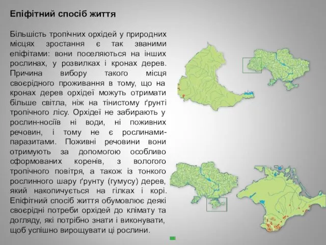 Епіфітний спосіб життя Більшість тропічних орхідей у природних місцях зростання є