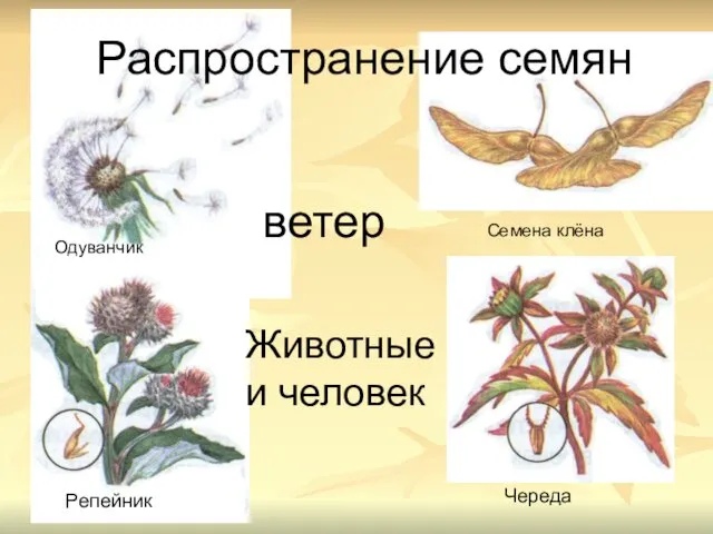 Животные и человек Распространение семян Одуванчик Семена клёна Репейник Череда ветер