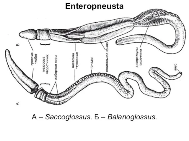 Enteropneusta А – Saccoglossus. Б – Balanoglossus.