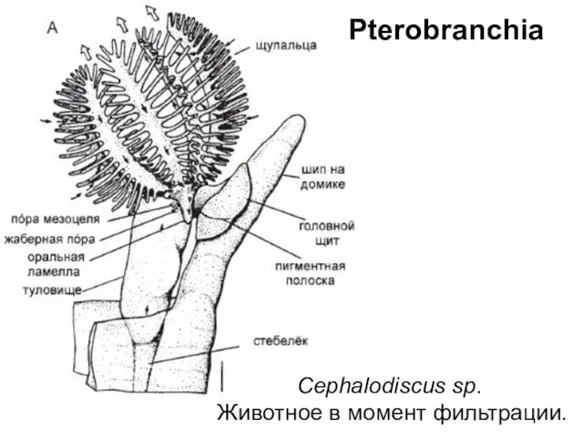 Pterobranchia Cephalodiscus sp. Животное в момент фильтрации.
