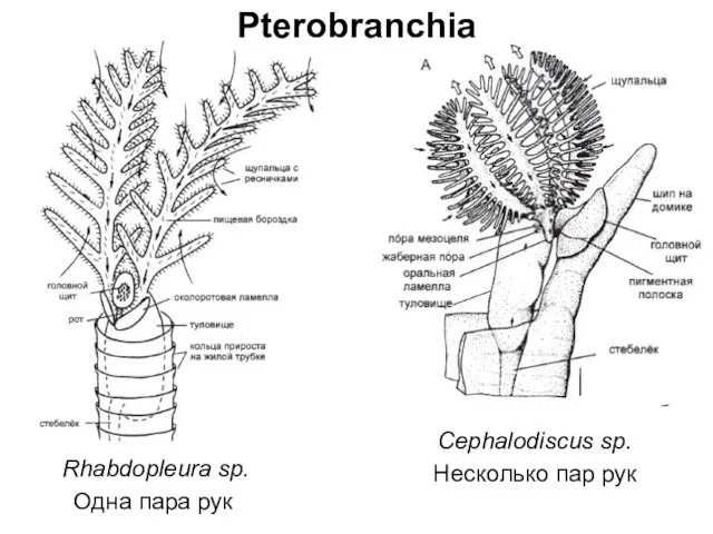 Одна пара рук Несколько пар рук Pterobranchia Cephalodiscus sp. Rhabdopleura sp.