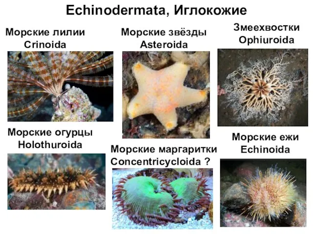 Echinodermata, Иглокожие Морские маргаритки Concentricycloida ? Морские лилии Crinoida Морские звёзды