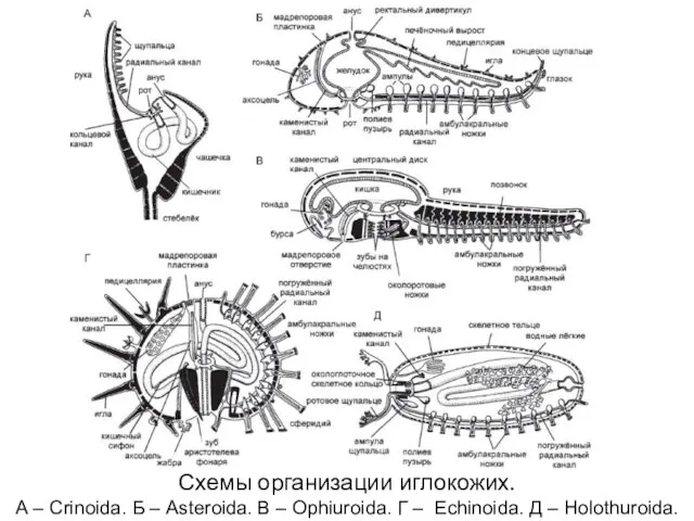 Схемы организации иглокожих. А – Crinoida. Б – Asteroida. В –