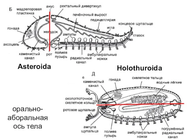 Asteroida Holothuroida орально-аборальная ось тела