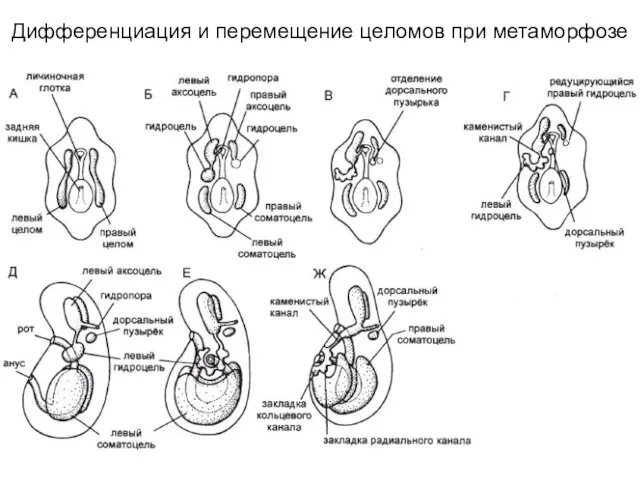 Дифференциация и перемещение целомов при метаморфозе