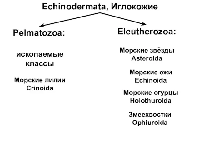 Echinodermata, Иглокожие Pelmatozoa: Eleutherozoa: ископаемые классы Морские лилии Crinoida Морские звёзды