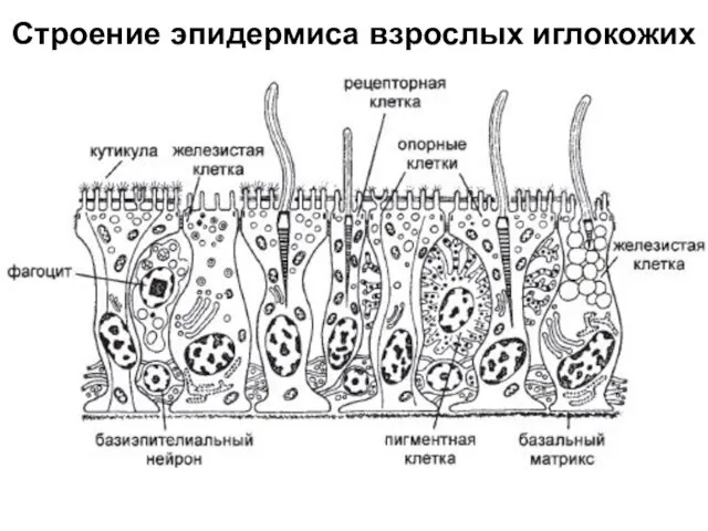 Строение эпидермиса взрослых иглокожих