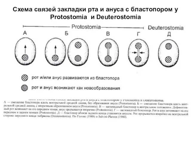 Схема связей закладки рта и ануса с бластопором у Protostomia и Deuterostomia