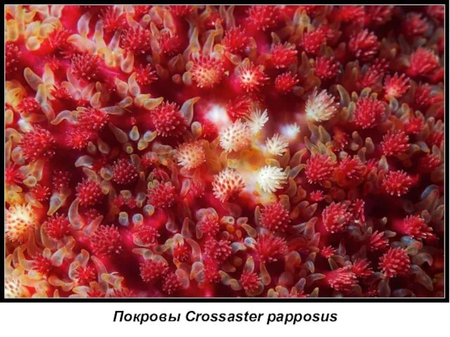 Покровы Crossaster papposus