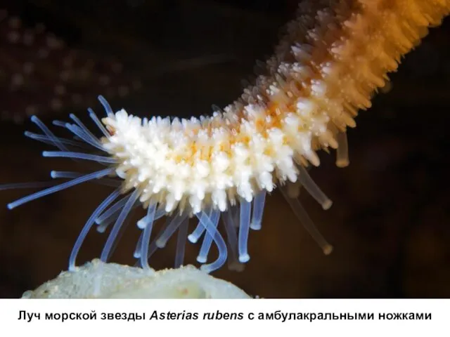 Луч морской звезды Asterias rubens с амбулакральными ножками