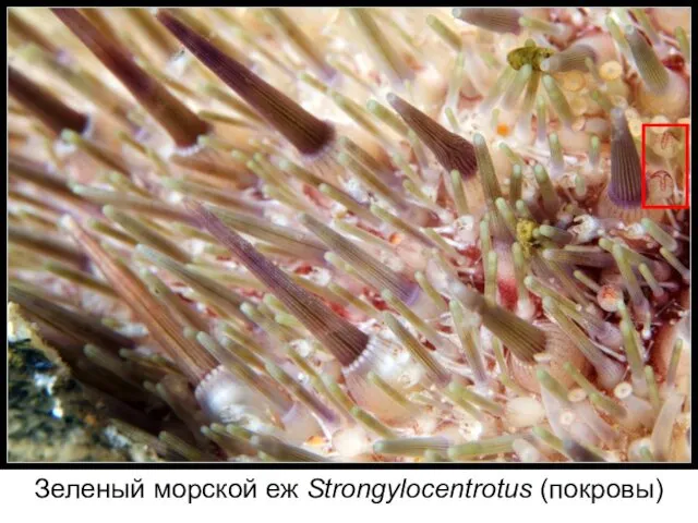 Зеленый морской еж Strongylocentrotus (покровы)