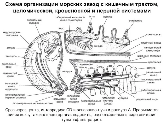 Схема организации морских звезд с кишечным трактом, целомической, кровеносной и нервной