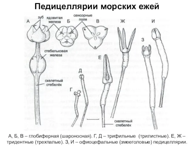 Педицеллярии морских ежей А, Б, В – глобиферная (шароносная). Г, Д