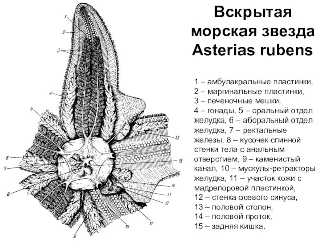 Вскрытая морская звезда Asterias rubens 1 – амбулакральные пластинки, 2 –