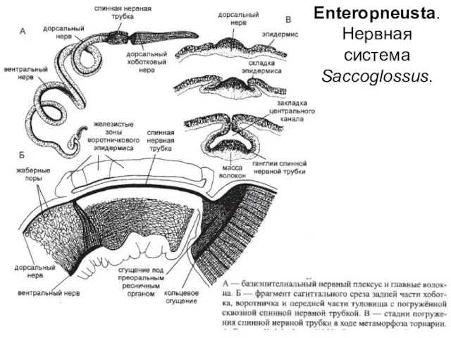 Enteropneusta. Нервная система Saccoglossus.