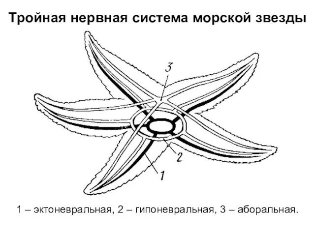 Тройная нервная система морской звезды 1 – эктоневральная, 2 – гипоневральная, 3 – аборальная.