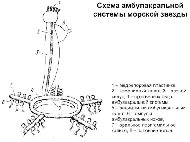 Схема амбулакральной системы морской звезды 1 – мадрепоровая пластинка, 2 –