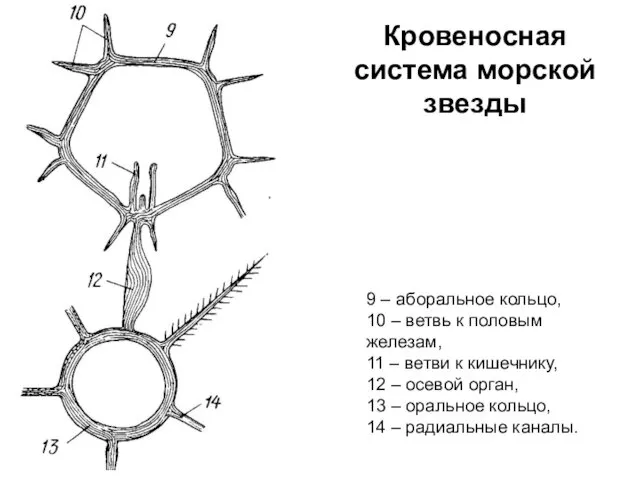 Кровеносная система морской звезды 9 – аборальное кольцо, 10 – ветвь