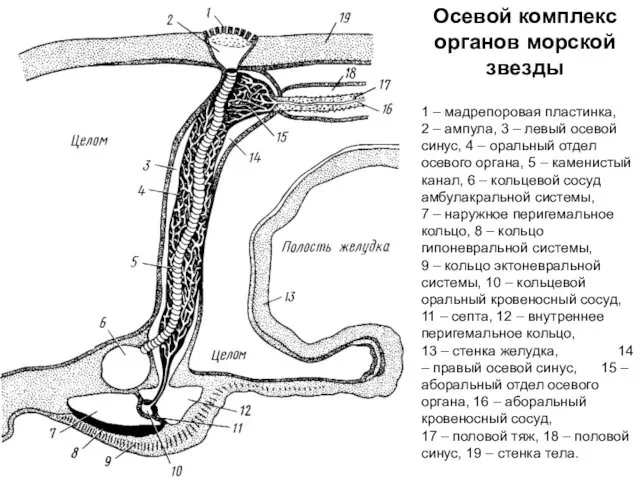 Осевой комплекс органов морской звезды 1 – мадрепоровая пластинка, 2 –