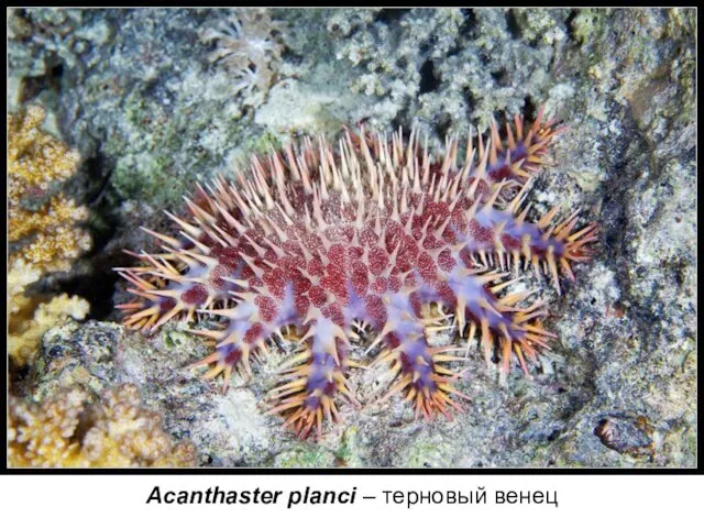 Acanthaster planci – терновый венец
