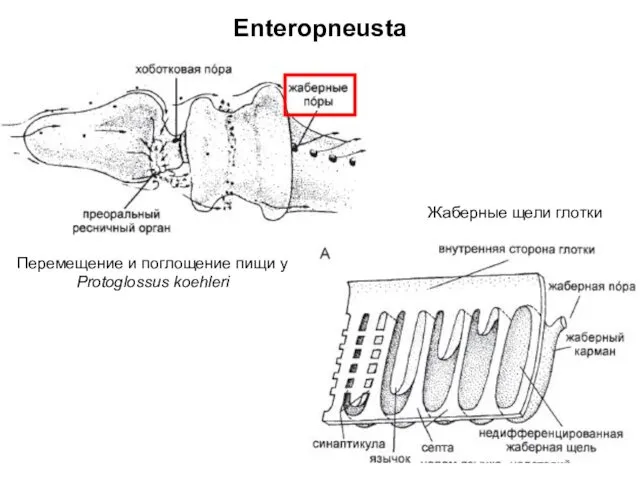 Enteropneusta Перемещение и поглощение пищи у Protoglossus koehleri Жаберные щели глотки
