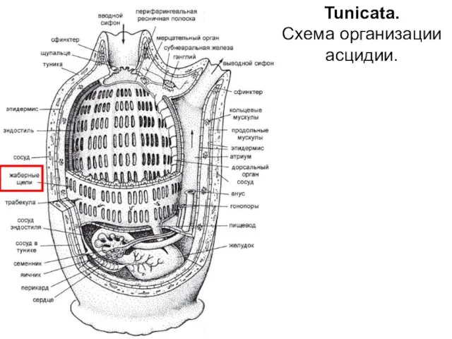 Tunicata. Схема организации асцидии.