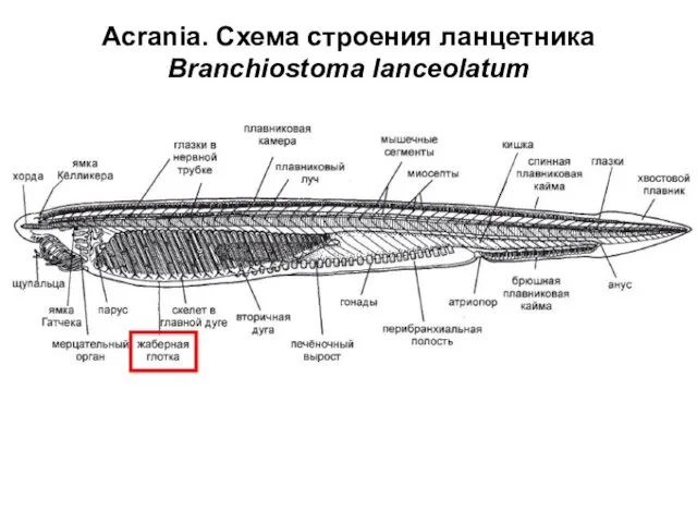 Acrania. Схема строения ланцетника Branchiostoma lanceolatum