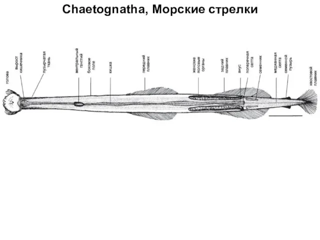 Chaetognatha, Морские стрелки