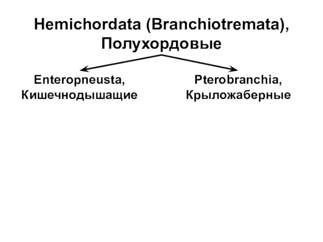 Hemichordata (Branchiotremata), Полухордовые Enteropneusta, Кишечнодышащие Pterobranchia, Крыложаберные
