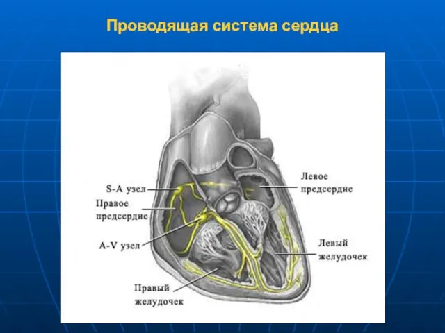 Проводящая система сердца