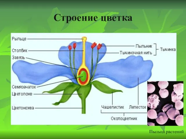 Строение цветка Пыльца растений