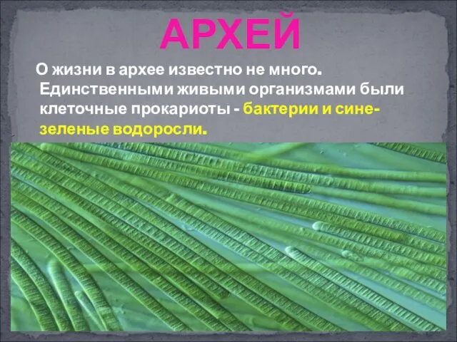 О жизни в архее известно не много. Единственными живыми организмами были