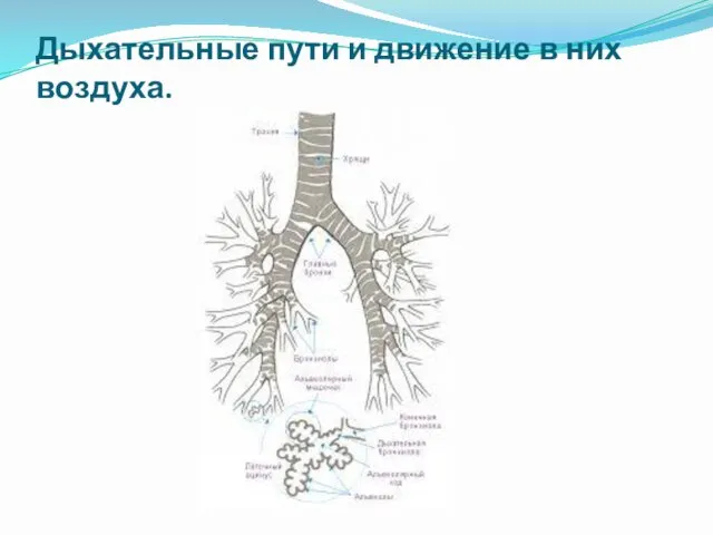 Дыхательные пути и движение в них воздуха.