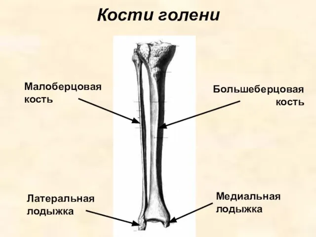 Кости голени Большеберцовая кость Малоберцовая кость Латеральная лодыжка Медиальная лодыжка