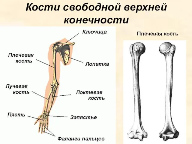 Кости свободной верхней конечности Плечевая кость