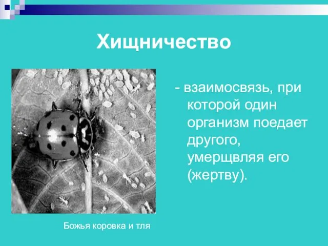 Хищничество - взаимосвязь, при которой один организм поедает другого, умерщвляя его (жертву). Божья коровка и тля