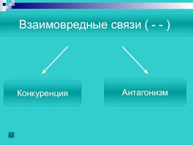 Взаимовредные связи ( - - ) Конкуренция Антагонизм