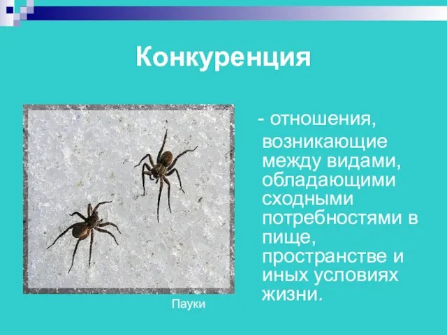 Конкуренция - отношения, возникающие между видами, обладающими сходными потребностями в пище,