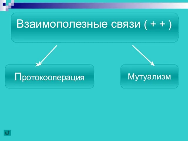 Взаимополезные связи ( + + ) Протокооперация Мутуализм