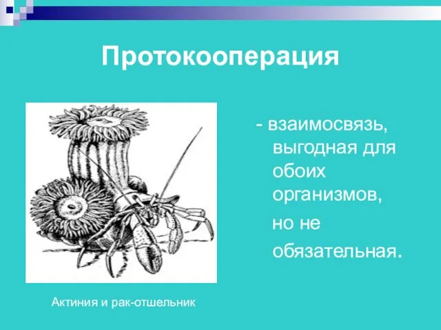 Протокооперация - взаимосвязь, выгодная для обоих организмов, но не обязательная. Актиния и рак-отшельник