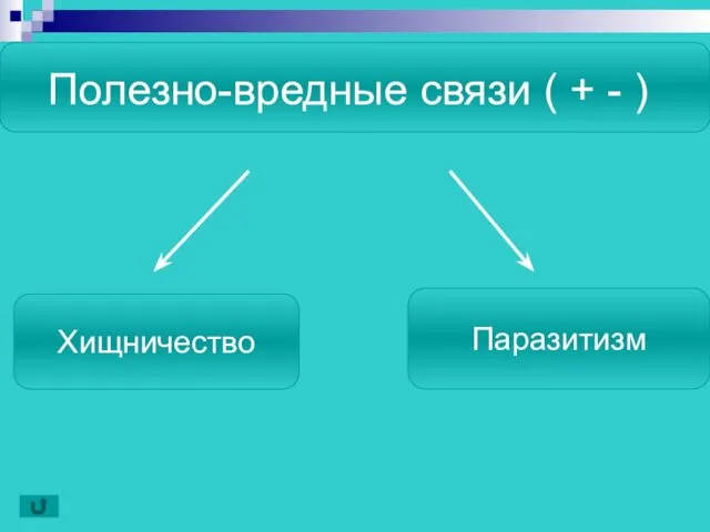 Полезно-вредные связи ( + - ) Хищничество Паразитизм