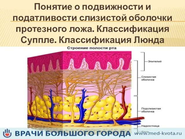 Понятие о подвижности и податливости слизистой оболочки протезного ложа. Классификация Суппле. Классификация Люнда