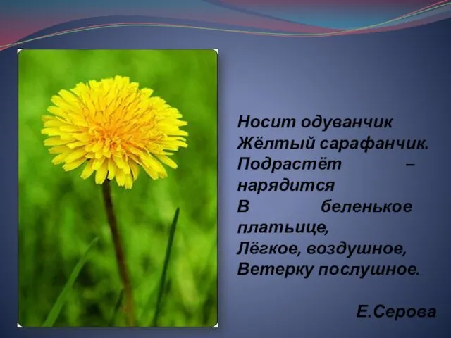 Носит одуванчик Жёлтый сарафанчик. Подрастёт – нарядится В беленькое платьице, Лёгкое, воздушное, Ветерку послушное. Е.Серова