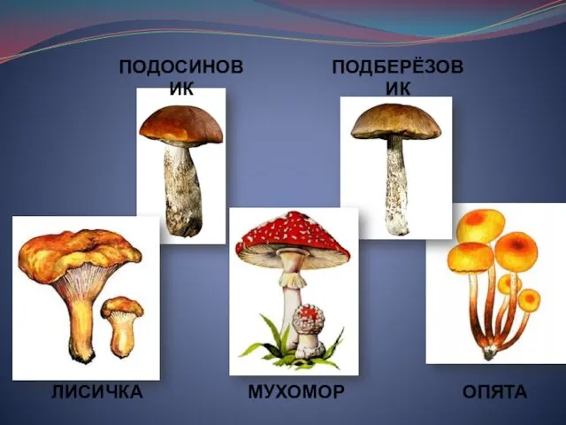 ПОДОСИНОВИК ПОДБЕРЁЗОВИК МУХОМОР ОПЯТА ЛИСИЧКА