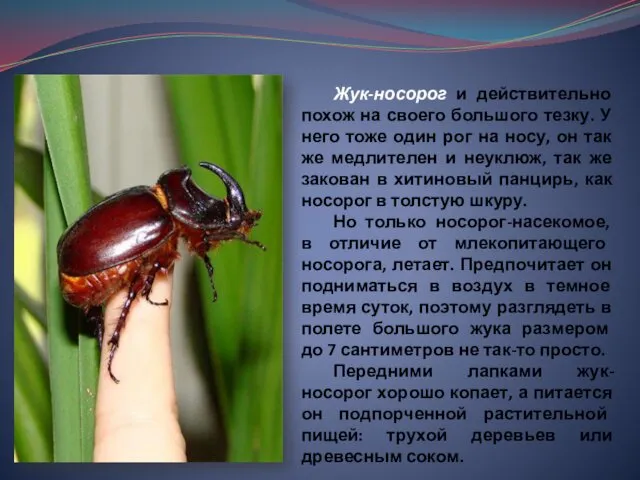 Жук-носорог и действительно похож на своего большого тезку. У него тоже