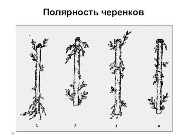 Полярность черенков